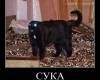 <b>Название: </b>dem (421), <b>Добавил:<b> mek<br>Размеры: 509x506, 65.5 Кб