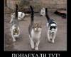 <b>Название: </b>dem (382), <b>Добавил:<b> mek<br>Размеры: 458x502, 74.2 Кб